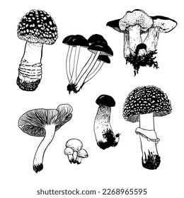 vector illustration linear drawing doodle black and white set of wild mushrooms white mushroom, fly agaric and other very colorful and realistic mushrooms