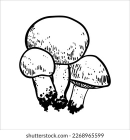 vector illustration linear drawing doodle black and white forest mushroom very colorful and realistic mushrooms