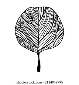 vector illustration, linear drawing of eucalyptus leaf close-up