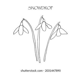 Vector illustration with linear drawing of snowdrop.