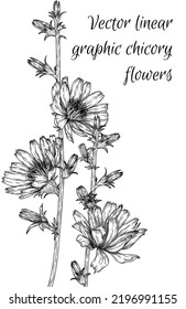 Vector illustration linear graphic flowers chicory