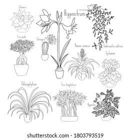 vector illustration linear sketch set house plants one line and contour drawing on the white background. Echeveria, hippeastrum, echinopsis, ficus, chlorophytum, ananas, cyclamen, hypoestes