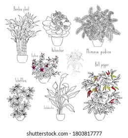 vector illustration linear sketch set house plants one line and contour drawing on the white background. Bamboo, kalanchoe, mimosa, schefflera, fuchsia, bell pepper