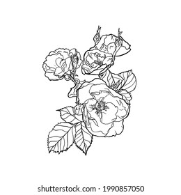 Ilustración vectorial de un revestimiento de flores sobre un fondo blanco. Libro de colores, para diseñadores en blanco, lanza sobre el papel una rosa aislada, tarjeta de boda, logo, medicina