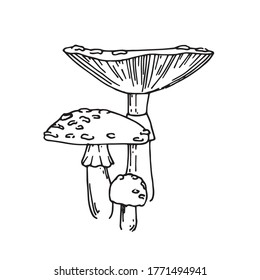 vector illustration with lines in vintage style. fly agaric isolated on a white background. three poisonous mushrooms of fly agaric, toadstool. a symbol of witchcraft, esotericism, mysticism. witch