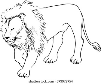 Vector illustration of lion. Black and white linear graphic. Hand drawing/ Perfect for all kinds of printing.