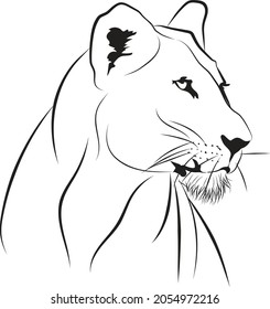 Vector illustration of lioness, Beautiful line art of female lion, A predator chasing for prey