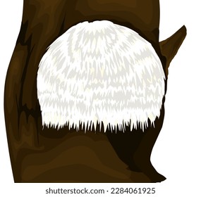 vector illustration of Lion's mane mushroom (Hericium erinaceus), an edible and medicinal plant.