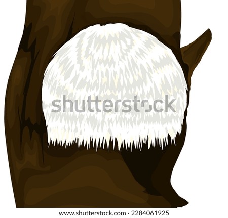 vector illustration of Lion's mane mushroom (Hericium erinaceus), an edible and medicinal plant.