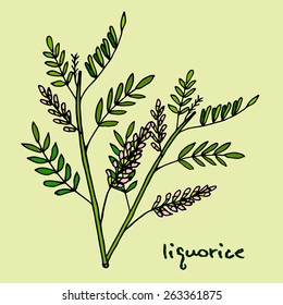 Vector Illustration Of Liquorice Plant (Glycyrrhiza Glabra)