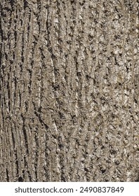 Vector illustration of Liriodendron tulip bark. Liriodendron tulipifera L. Wood background - texture pattern.
