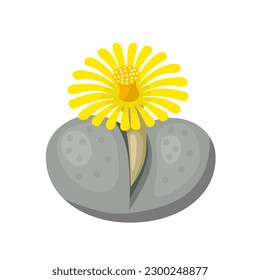 Vector illustration, lithops or living stones, isolated on white background.