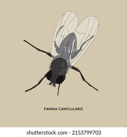 Vector illustration of a little house fly with a scientific name ( Fannia Canicularis )