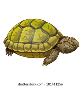 vector illustration of little turtle on white background