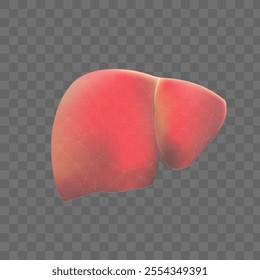 Vector illustration liver anatomy isolated