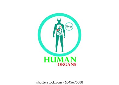 Vector illustration of liver. Human organs