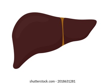 Vector illustration of liver icon. Human internal organ on white background.