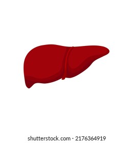 Vector illustration of liver on white background.