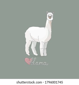Vector illustration of a llama or alpaca in full growth. Animal and text. Cartoon style pastel colors. For design, postcards, packaging.