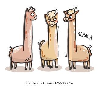 vector illustration of Llama, Alpaca, logo, stylization, 