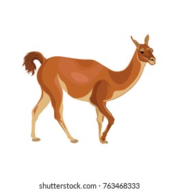 Vector illustration of llama (guanaco) isolated on white background