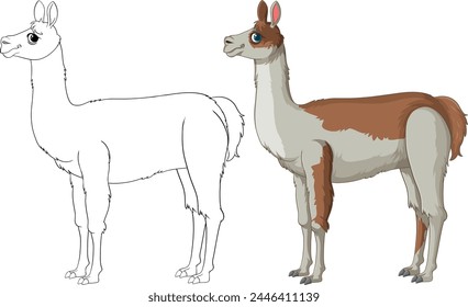 Vector illustration of a llama, outlined and colored