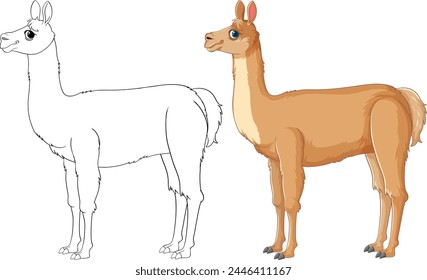 Vector illustration of a llama, outlined and colored