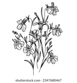 Vector illustration of lobelia flowers in engraving style