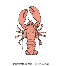 Vector illustration of lobster or cancer with red shell in sketch style isolated on white background - hand drawn cooked marine animal for seafood restaurant or fish market design.