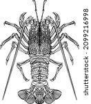 vector illustration of the lobster, crayfish on the white background 