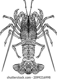 vector illustration of the lobster, crayfish on the white background 