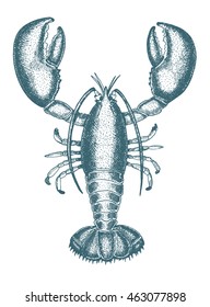 Vector illustration of a lobster. Drawn in ink hand drawing. Engraved style illustration