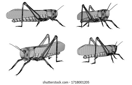 Vector illustration of a locust. Abstract linear insect.