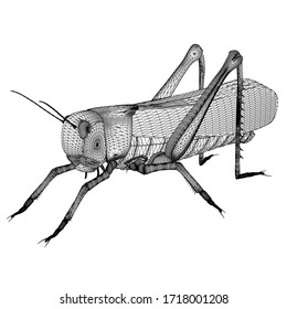 Ilustración vectorial de una langosta. Insectos lineales abstractos.