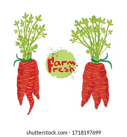 Vector illustration of logo, banner, set fresh ripe carrot with shoots of leaves tied in bunches. Fresh farm text. Fresh farm products, organic products, diet, vegan, healthy food.