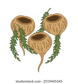 Desenho animado Logotipo de ilustração de vetor Superfood Peruvian Maca root 