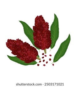 Vector Illustration Logo Clip Art Natural Staghorn Sumac