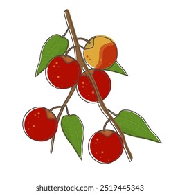 Ilustração de vetor Logo Clip art Cartoon Camu Berry 