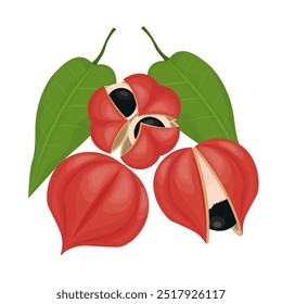 Ilustración vectorial Logo Clipart Paullinia Cupana o arbustos de guaraná aislados