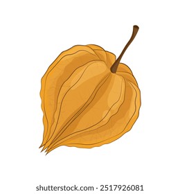 Vector Illustration Logo Clipart Superfood Physalis peruviana or Cape Gooseberry Isolated