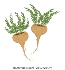 Clipart de logotipo de ilustração de vetor Superfood Fresh Lepidium meyenii ou maca root