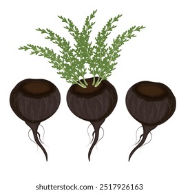 Imagem de vetor logotipo Clipart Superfood Preto Peruano Maca Roots