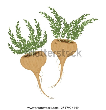 Vector Illustration Logo Clipart Superfood Fresh Lepidium meyenii or maca roots