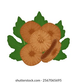 Vector Illustration Logo Clipart Top View Dried Figs