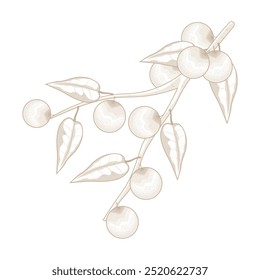 Vector Illustration Logo line art Camu camu Berry 