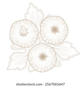 Vector Illustration Logo line art Top View dried figs fruits