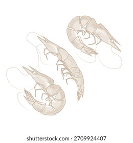Ilustração de vetor Logotipo Arte de linha Camarão seco 