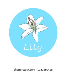 vector illustration logo plant white lily hand line contour, color and text on a white and blue background