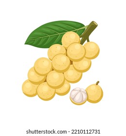 Vector illustration, Long Gong fruit, scientific name Lansium parasiticum, isolated on white background.