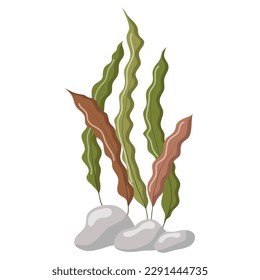 Vector illustration of long green and brown algae isolated on a white background. Aquarium grass on rocks